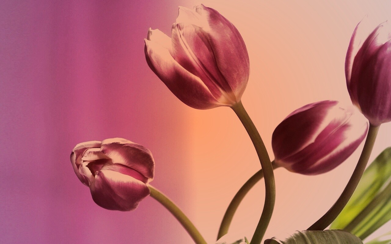 Сиреневые цветы обои