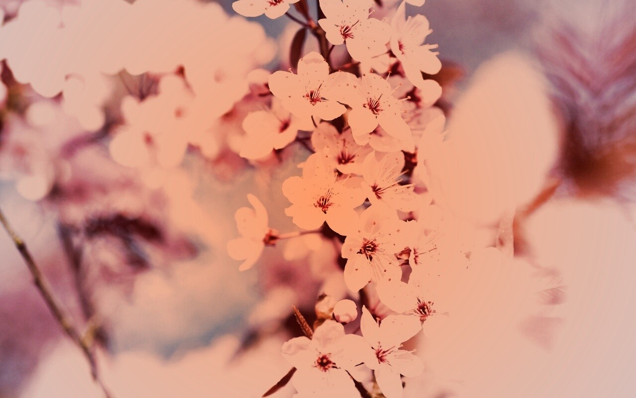 Цветение вишни обои