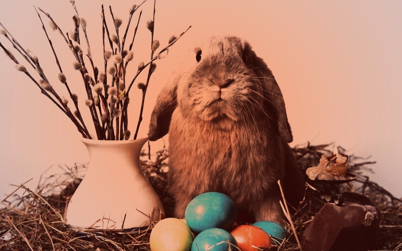 Пасхальный кролик обои