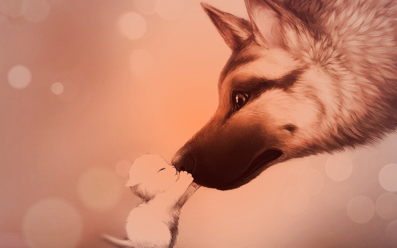 Овчарка и котенок обои