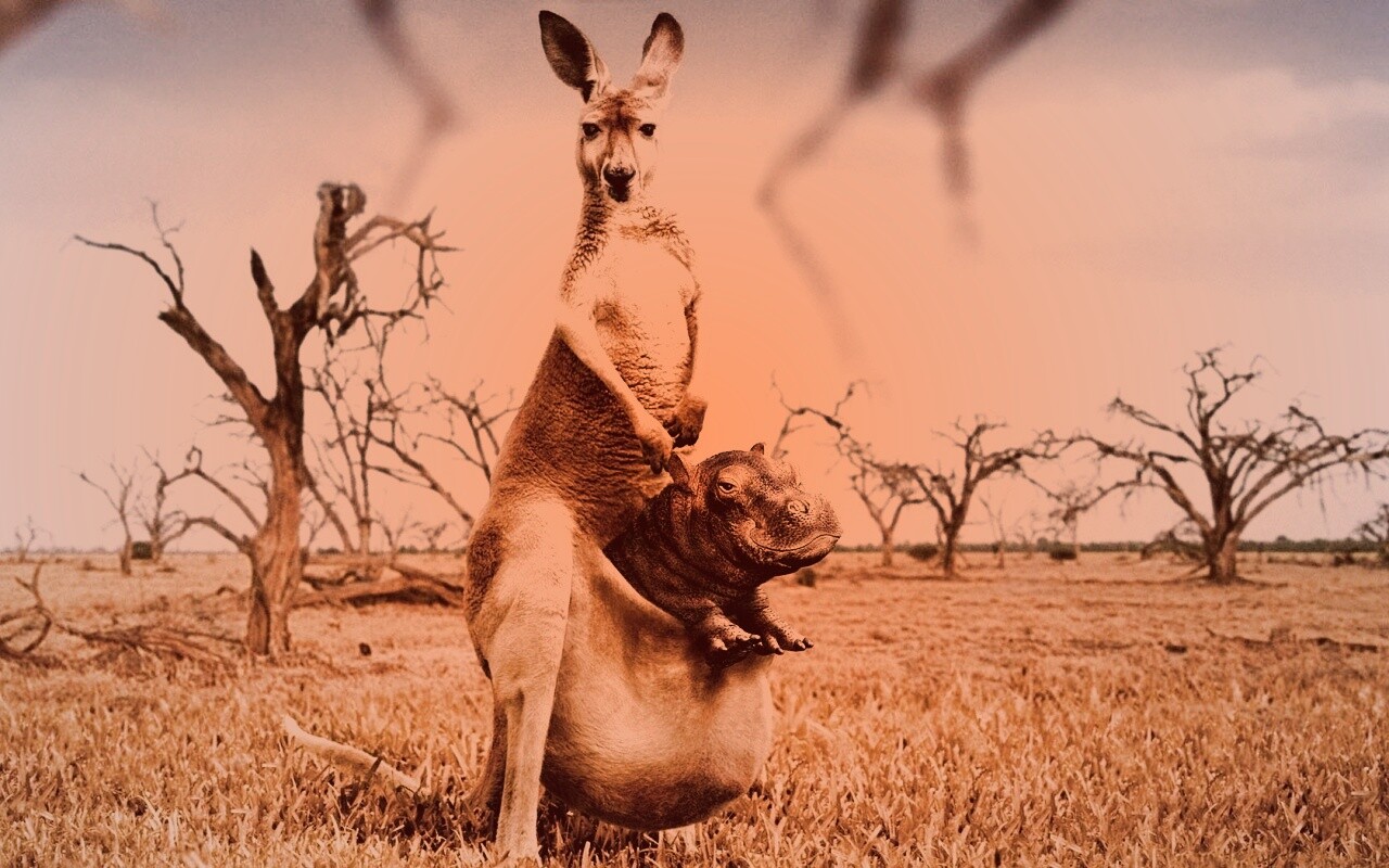 Кенгуру с бегемотом в сумке обои