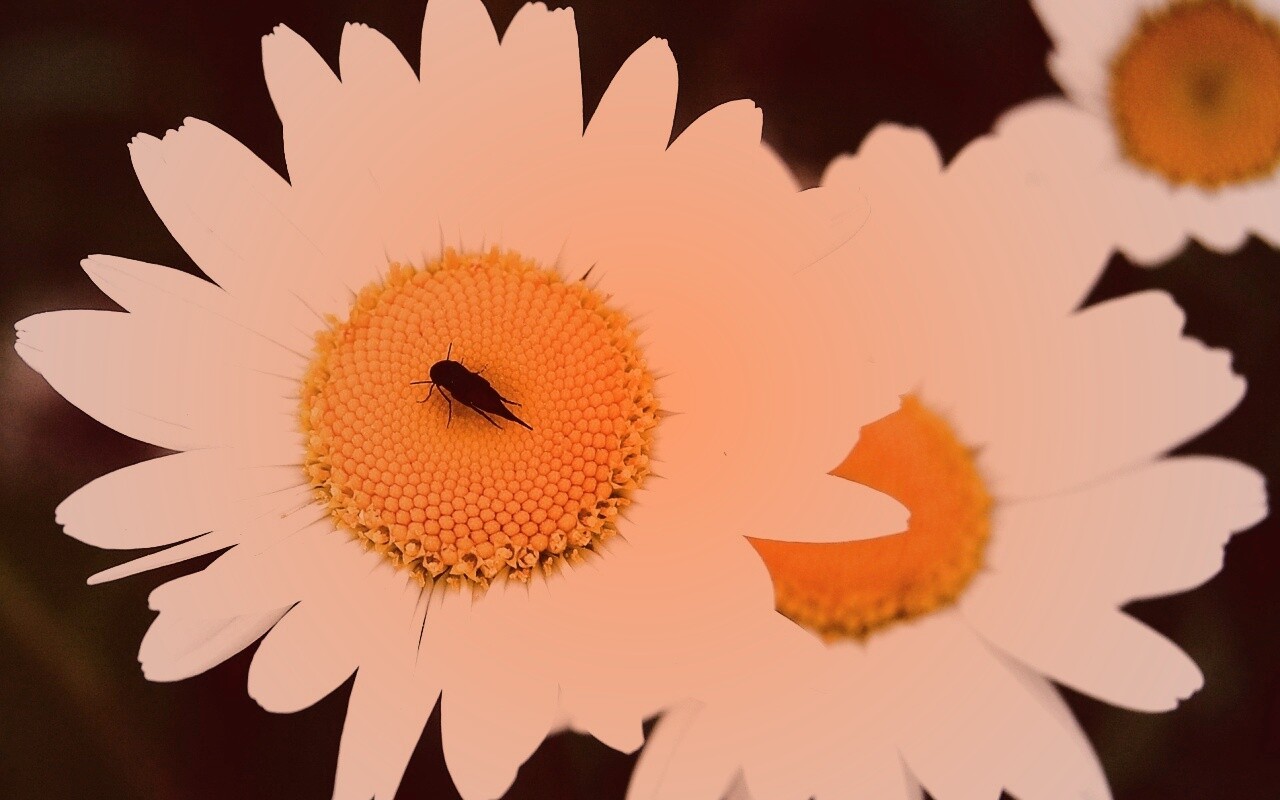 Ромашки обои