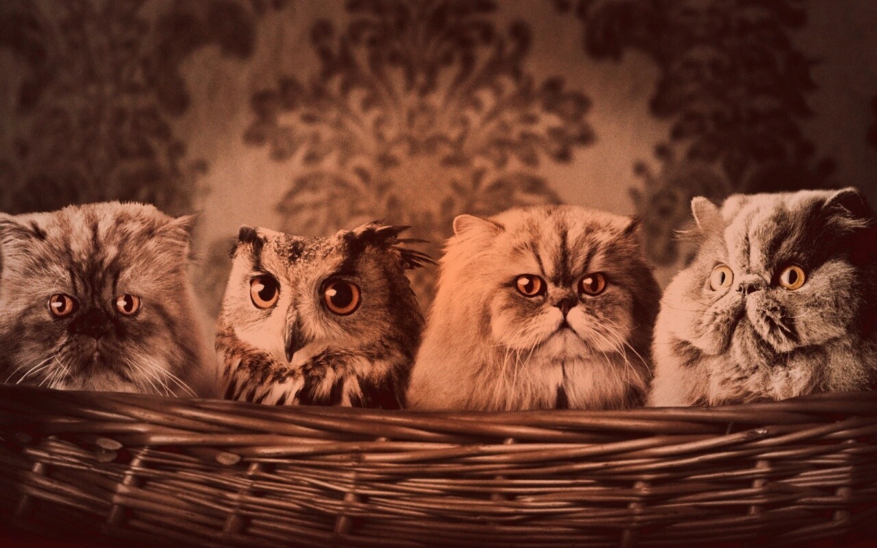 Чужой среди своих обои