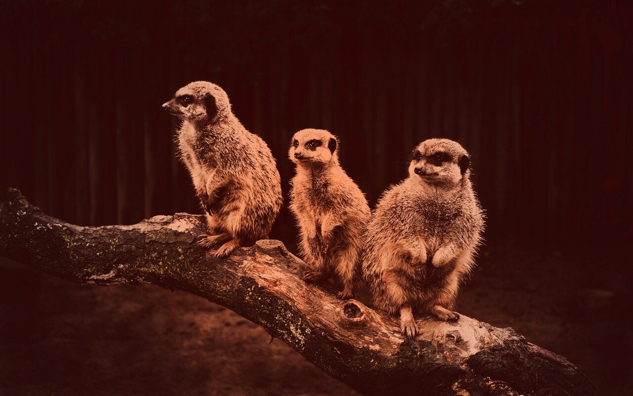 В дозоре обои