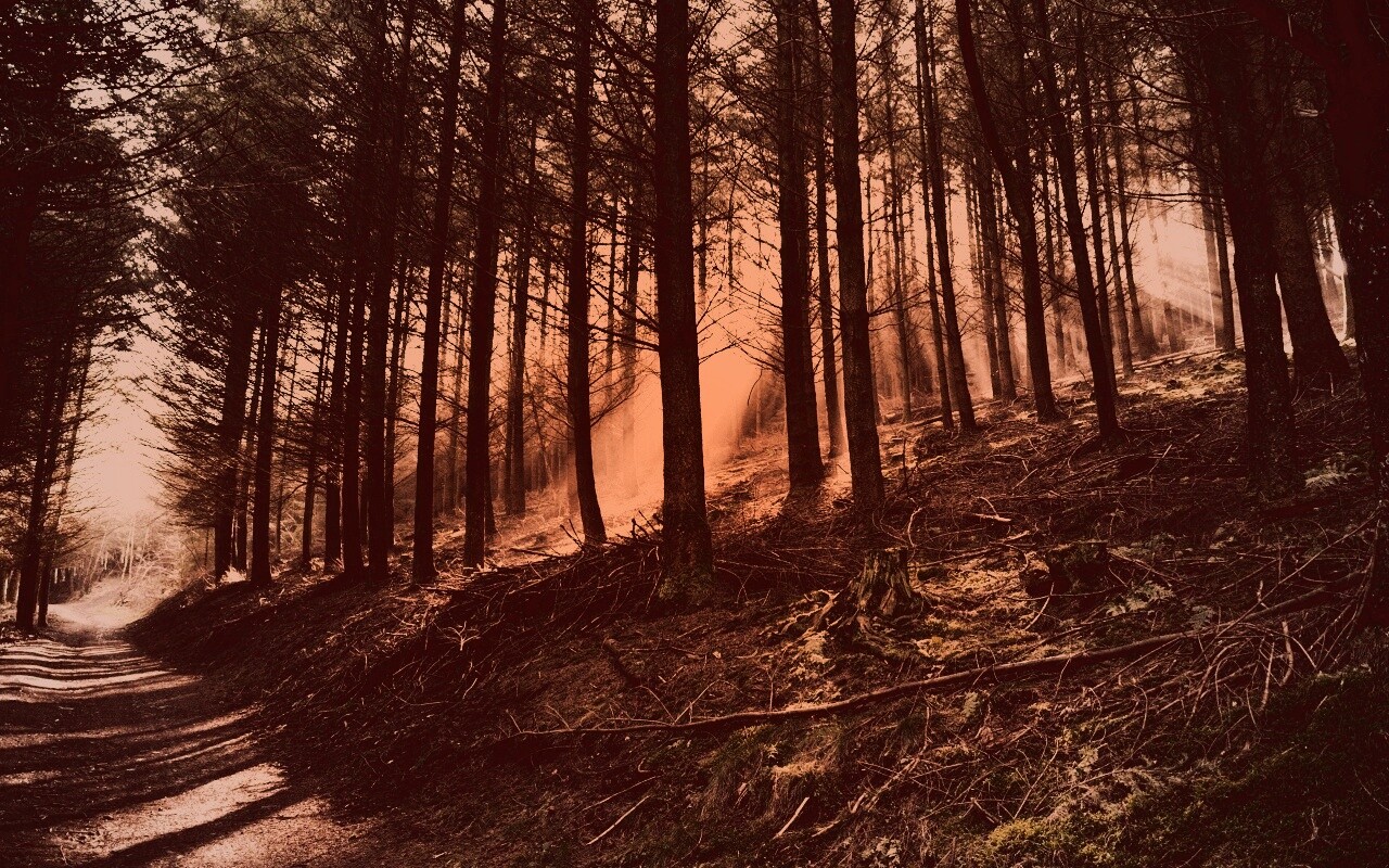 Лесная дорога обои