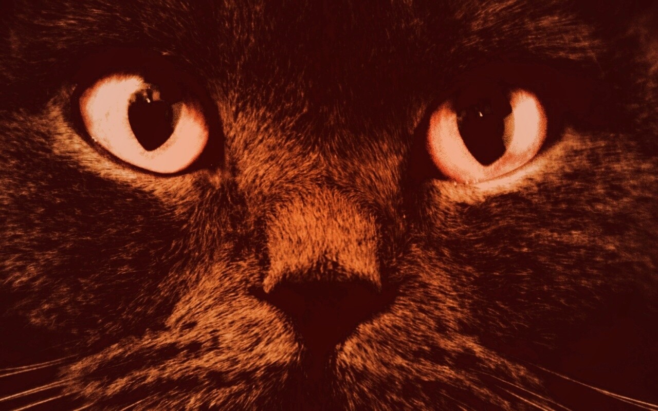 Черный кот с оранжевыми глазами обои