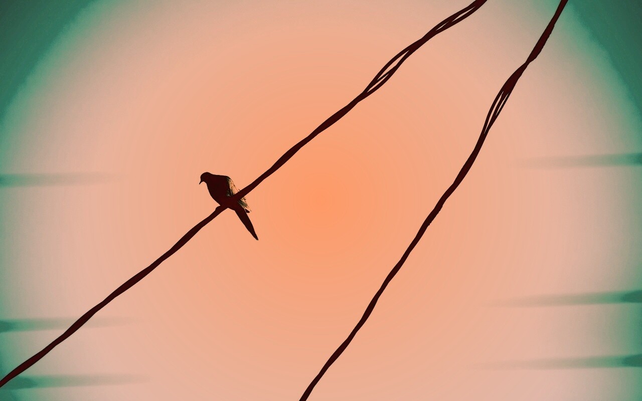 Птица на проводе обои