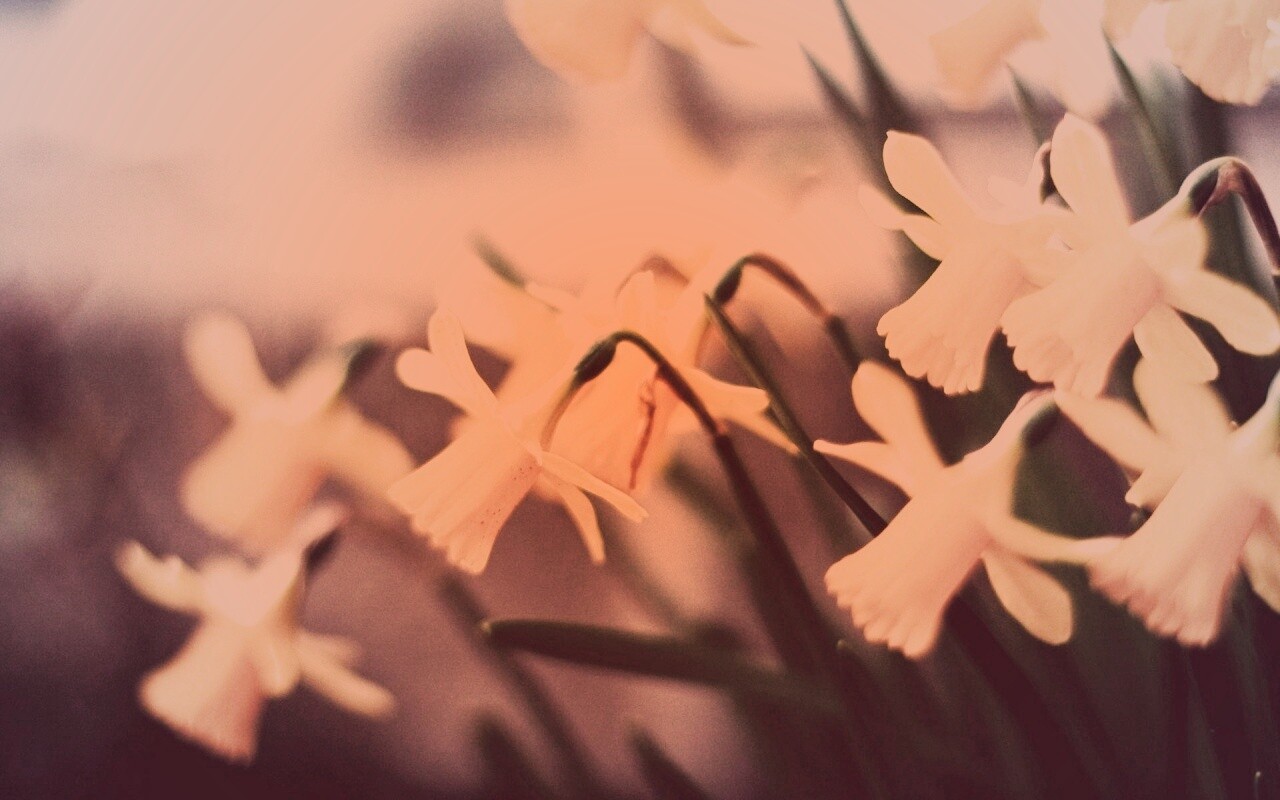 Нарциссы обои