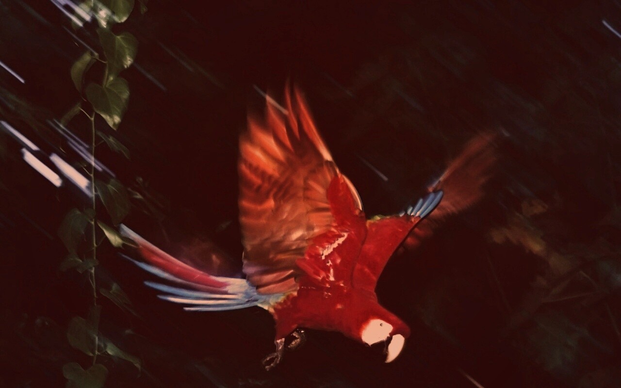 Рисованный ара обои