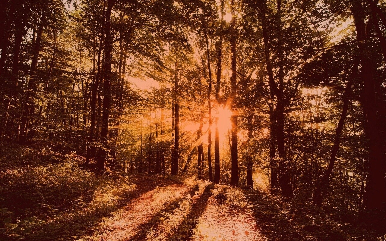 Свет сквозь деревья обои