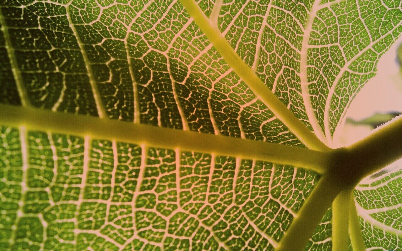 Внутренняя сторона листа обои