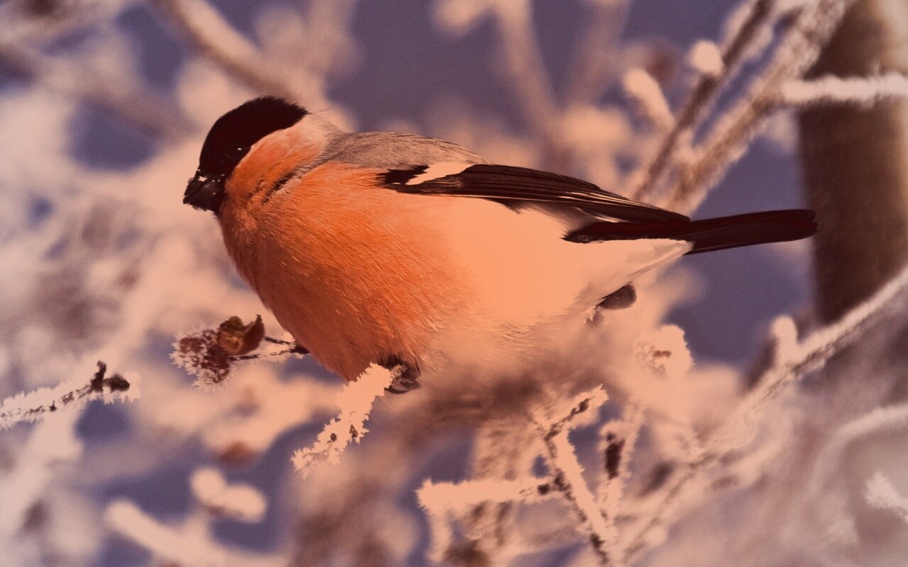 Снегирь на ветке обои