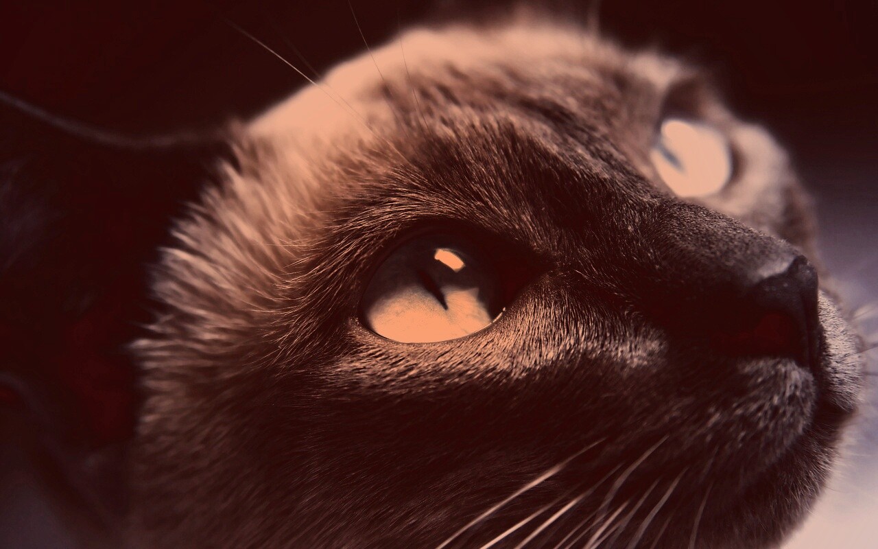 Кот с голубыми глазами обои