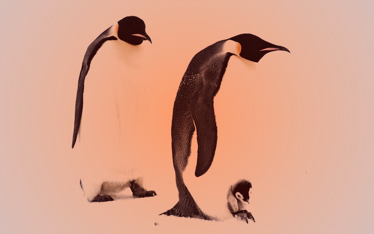Семья пингвинов обои