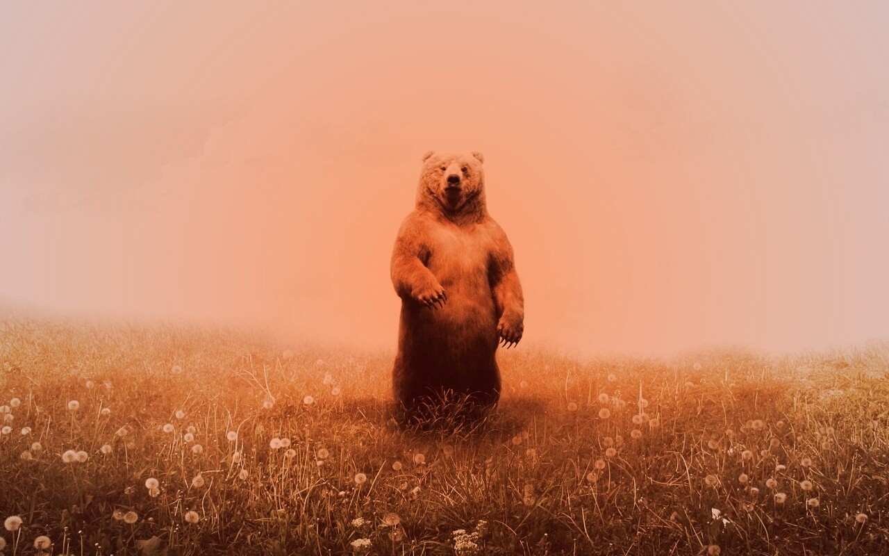Медведь в одуванчиковом поле обои