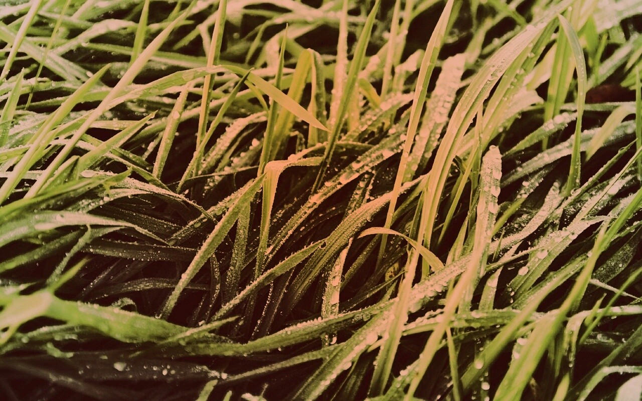 Роса на траве обои