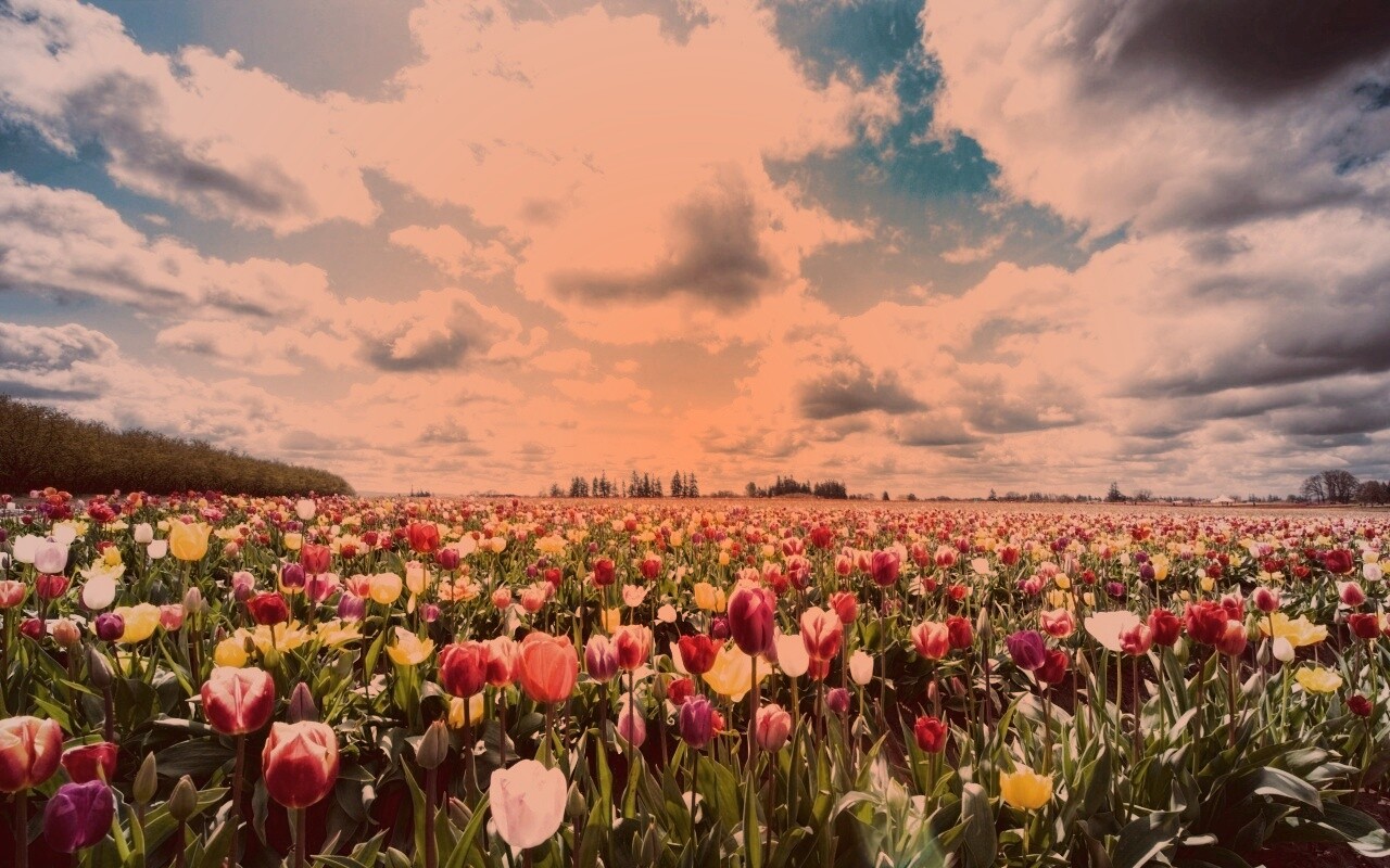 Поле тюльпанов обои