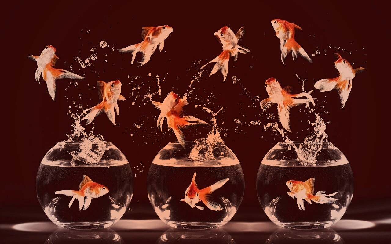 Аквариумы жонглируют рыбами обои