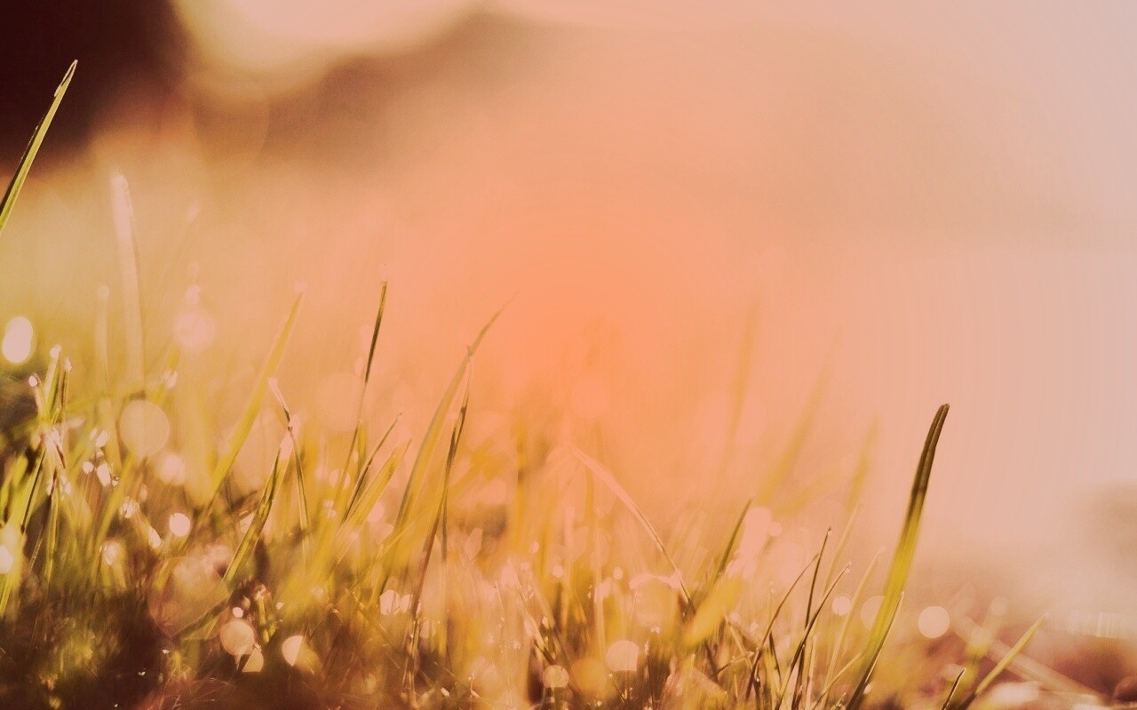 Красивая сочная трава обои