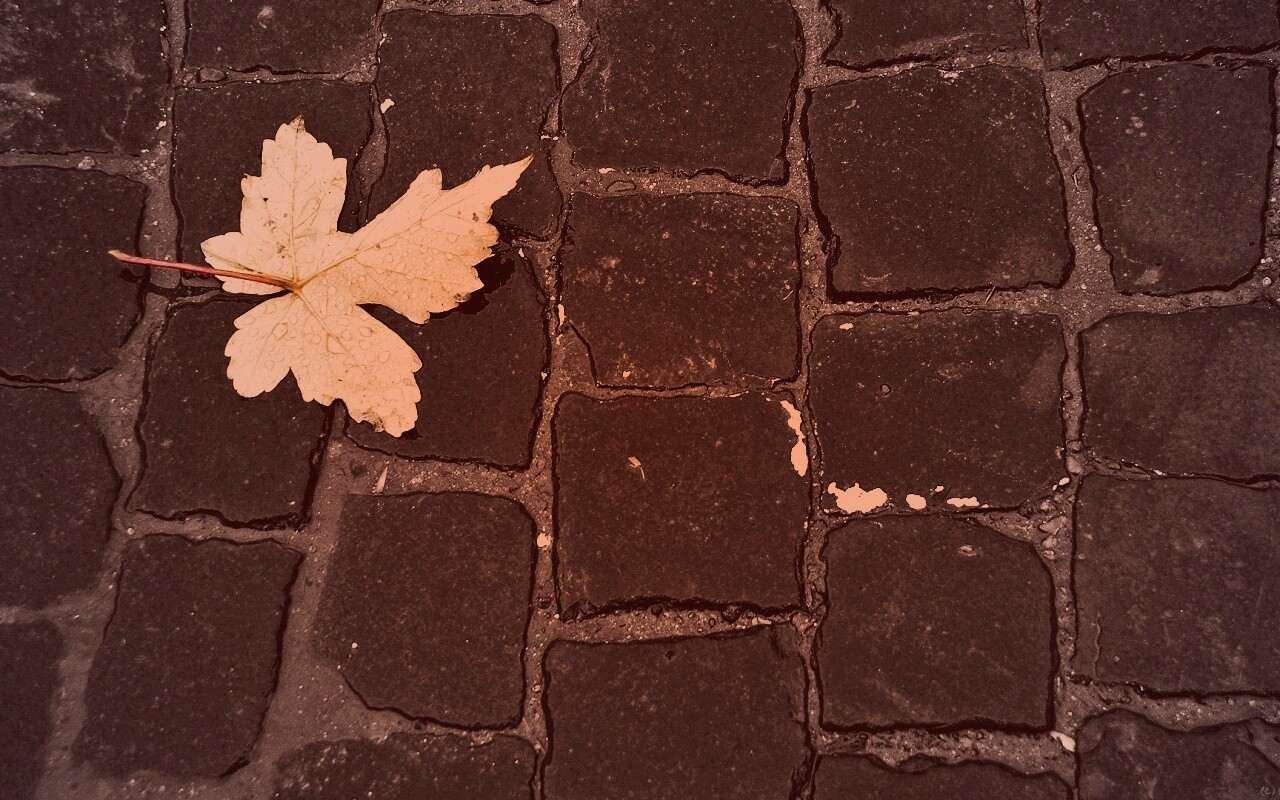 Упавший лист на мостовой обои