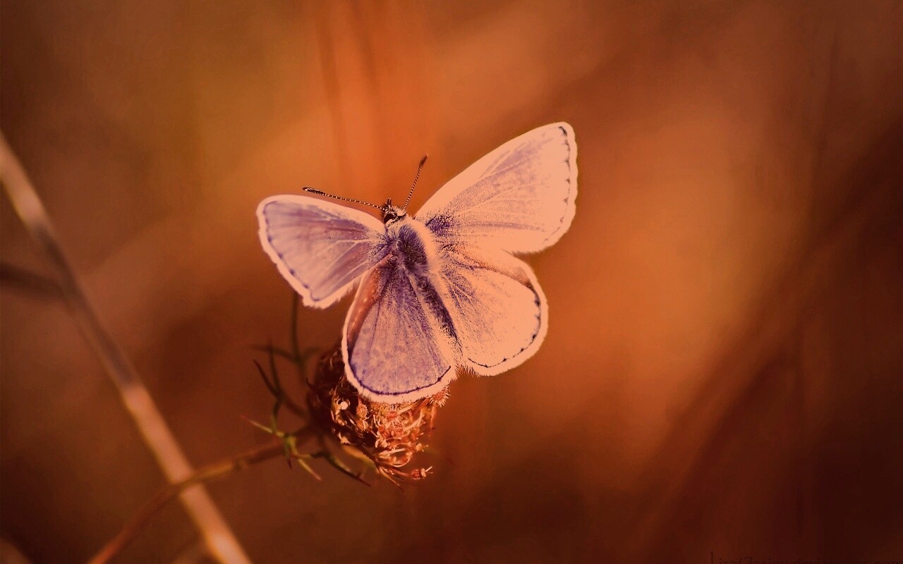 Бабочка с фиолетовыми крыльями обои