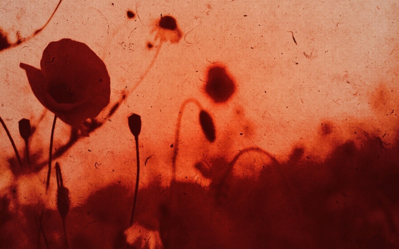 Кровавые цветы в стиле ретро обои