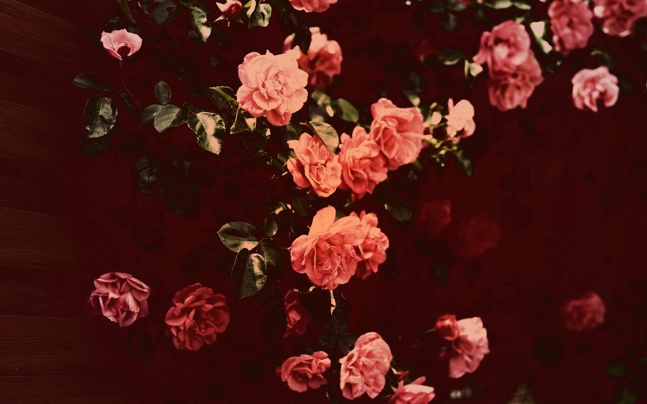 Розовый куст обои