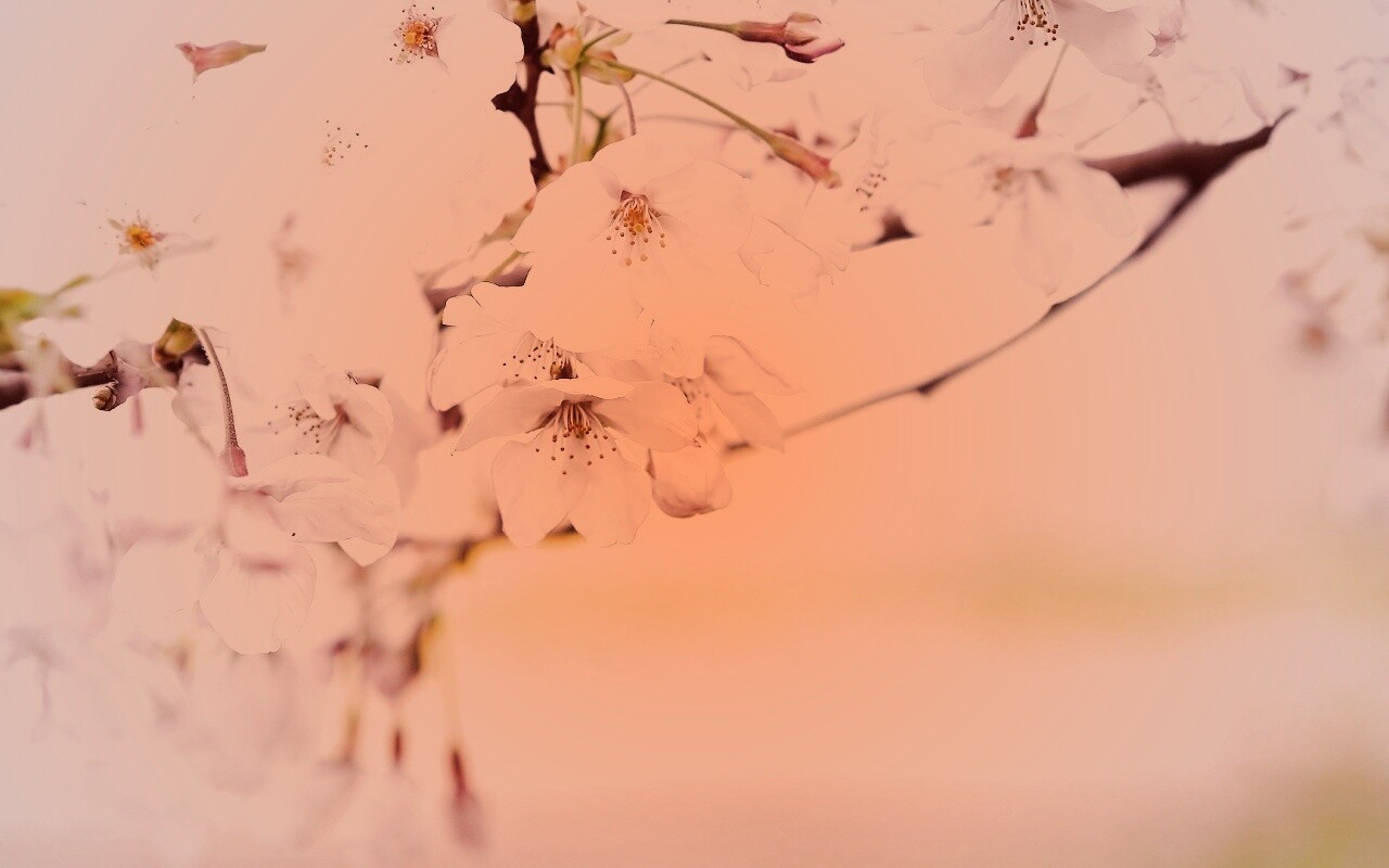 Цветение вишни обои