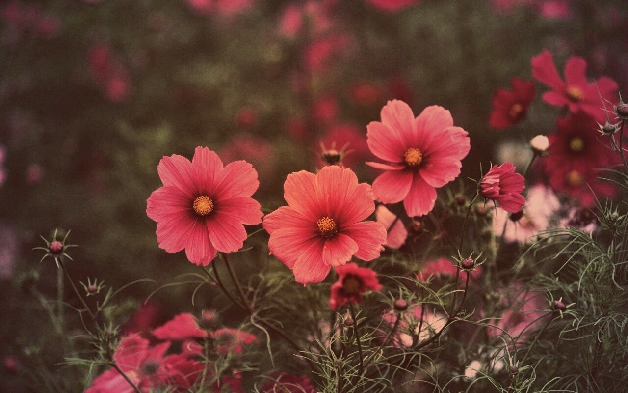 Яркие розовые цветы обои