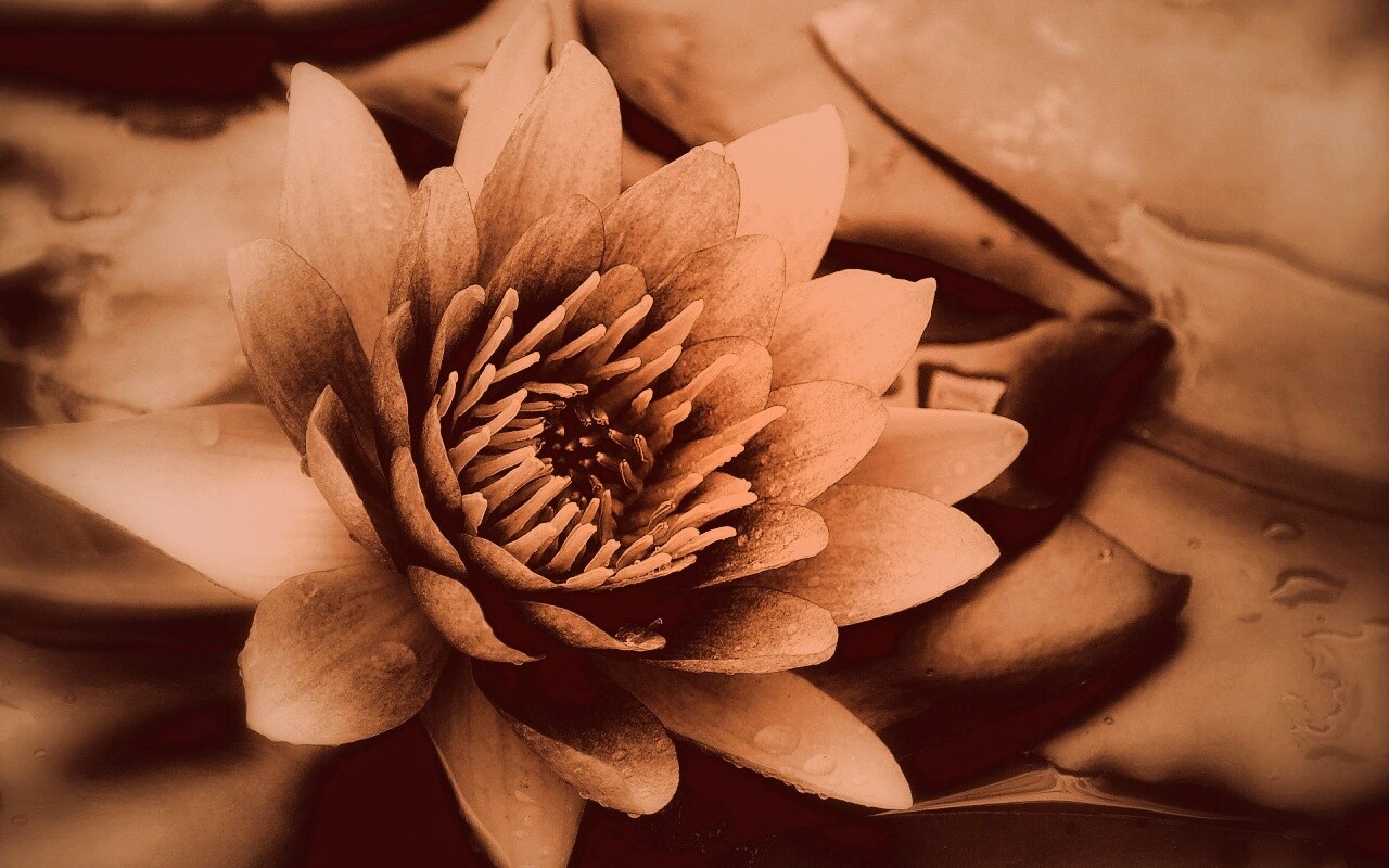 Кувшинка обои