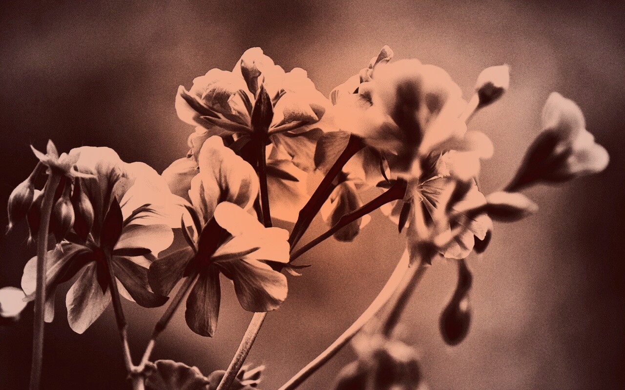 Чёрно-белое фото цветов обои