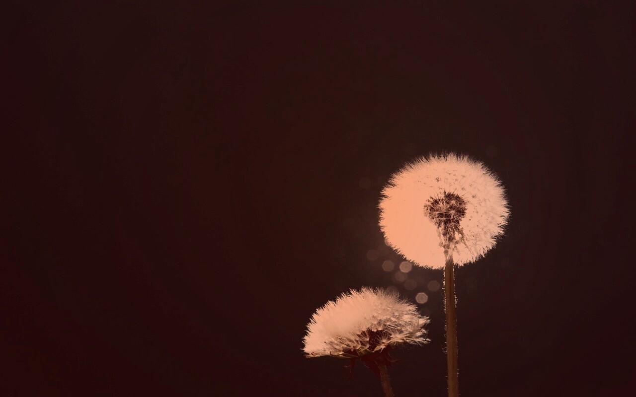 Два одуванчика обои