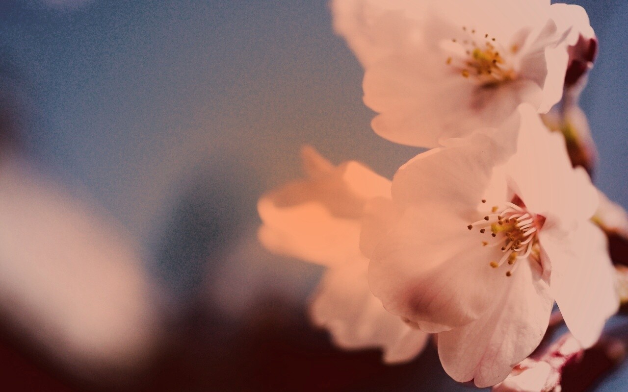 Нежные белые цветы обои