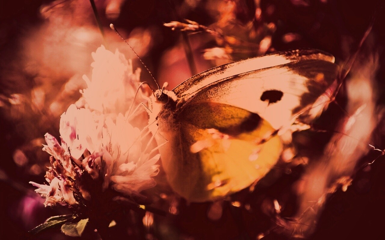 Бабочка на цветке обои