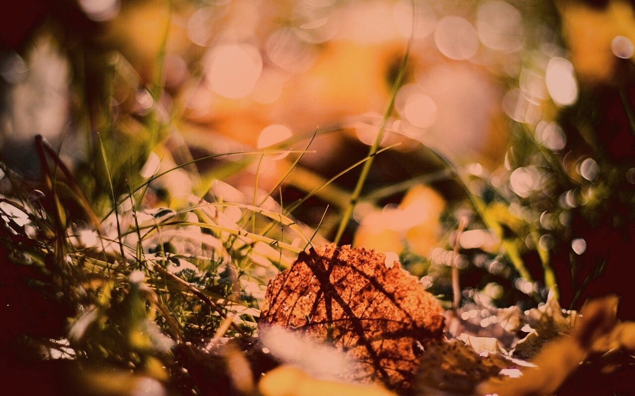 Опавший лист в траве обои