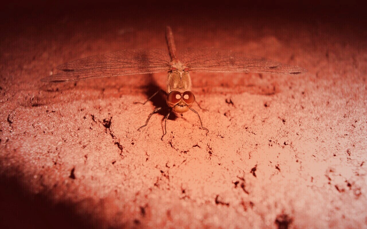 Стрекоза обои