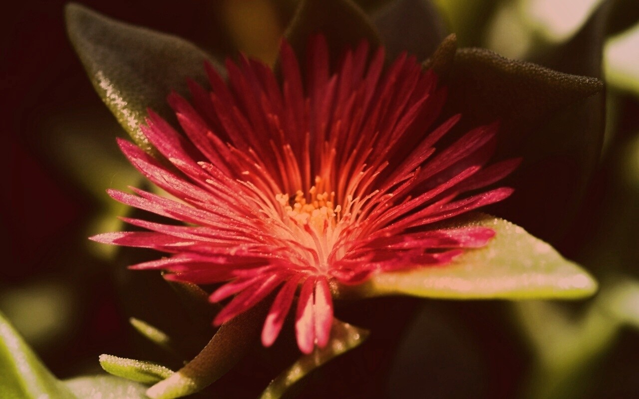 Чудесный цветок обои