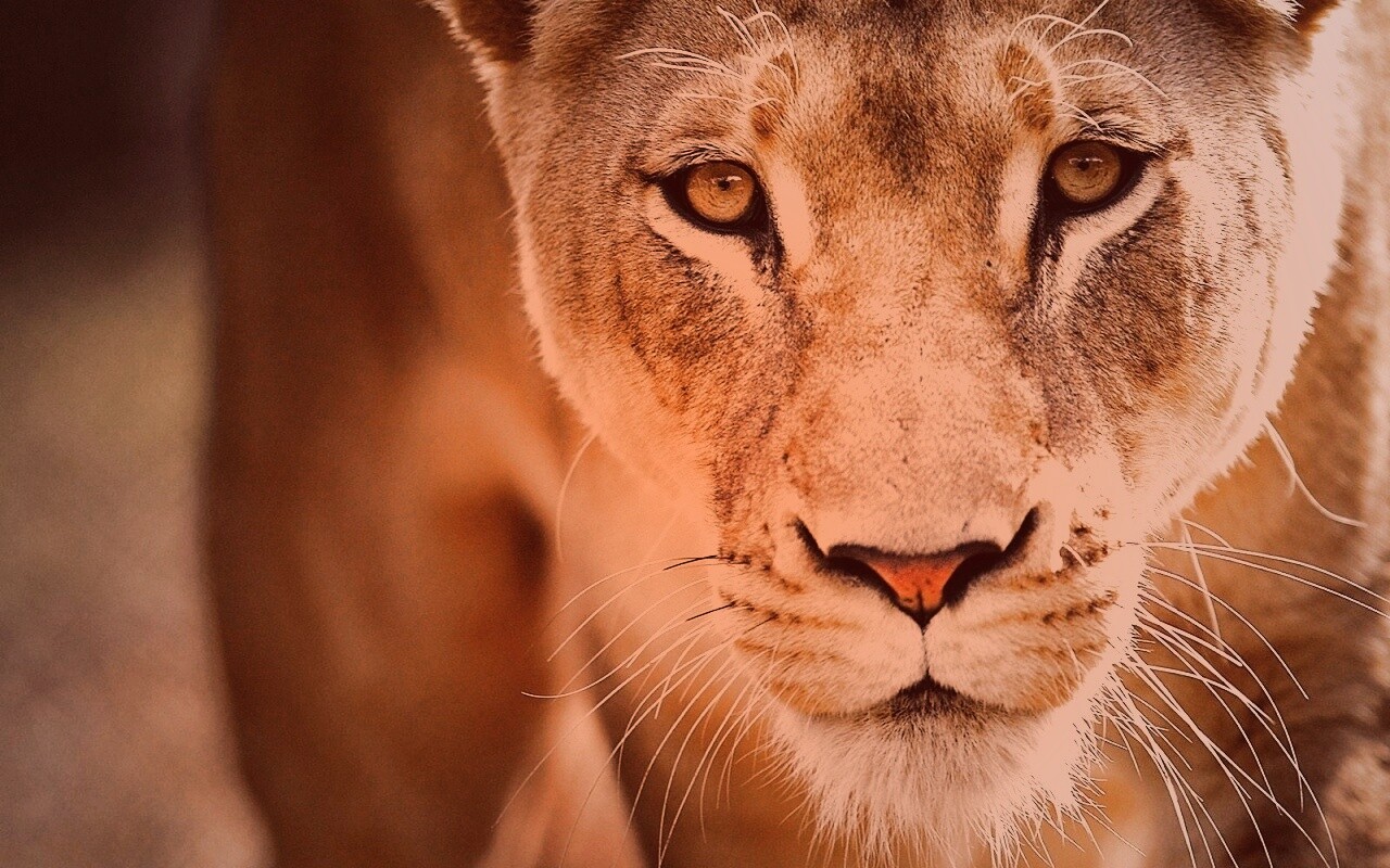 Портрет хищника обои