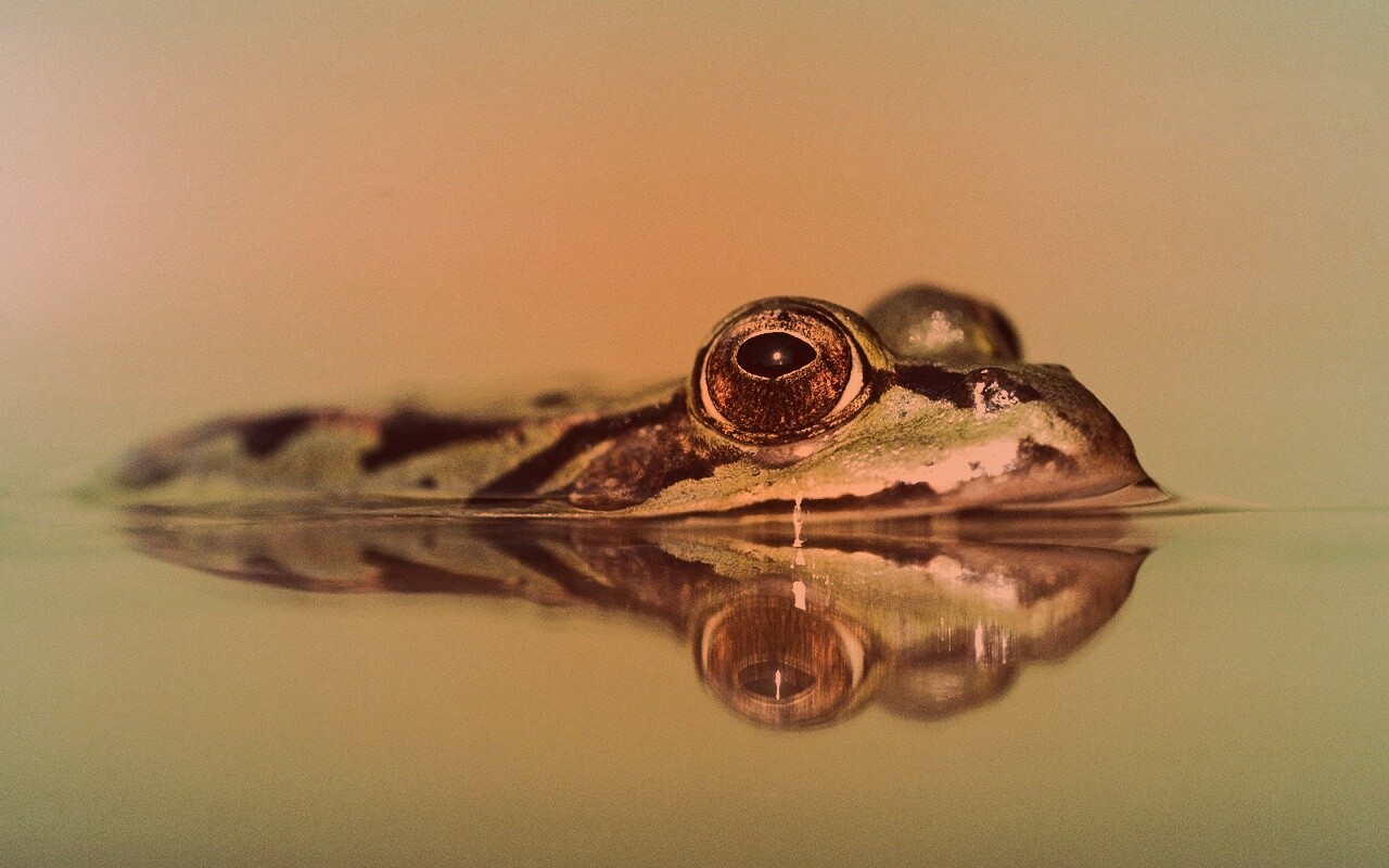 Лягушка обои