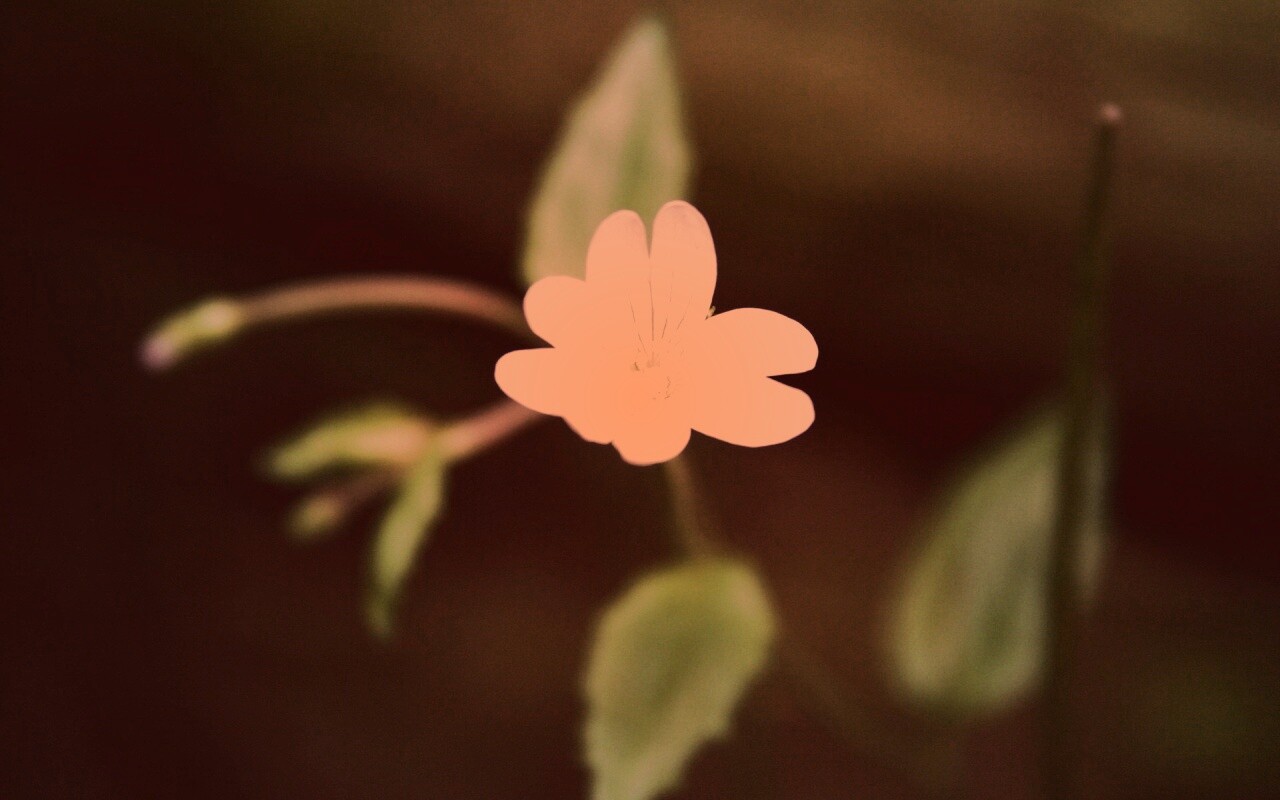 Маленький цветок в макро обои