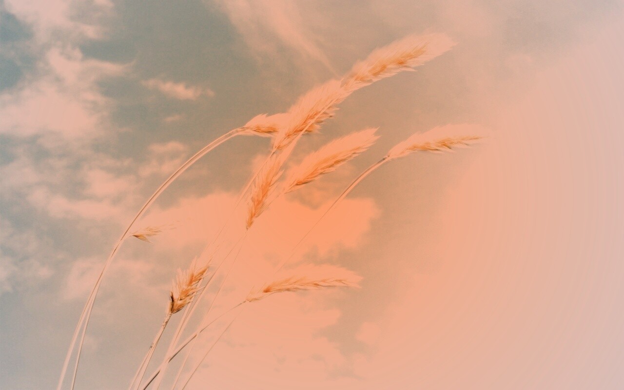 Колосья обои