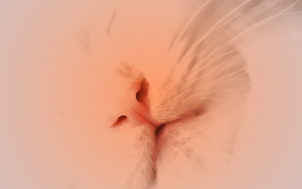 Кошачья мордочка обои