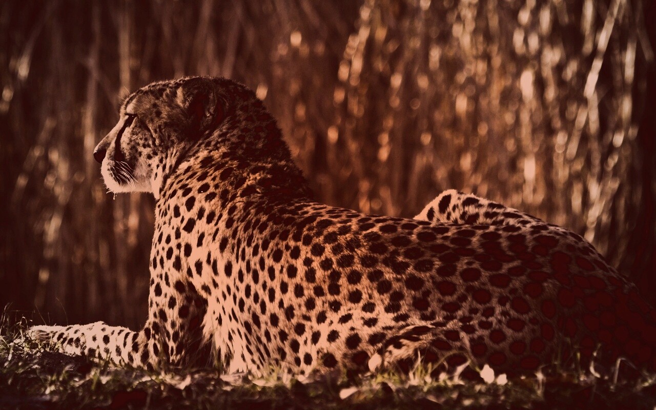 Гепард обои