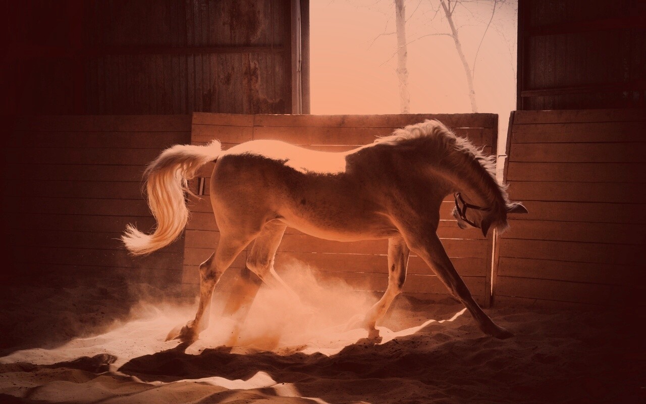 Белая лошадь в загоне обои