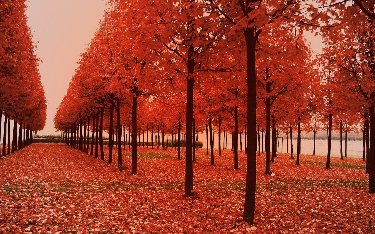 Скачать бесплатно осень обои