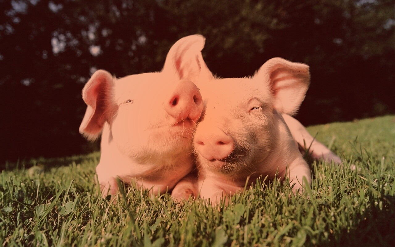 Два поросёнка обои
