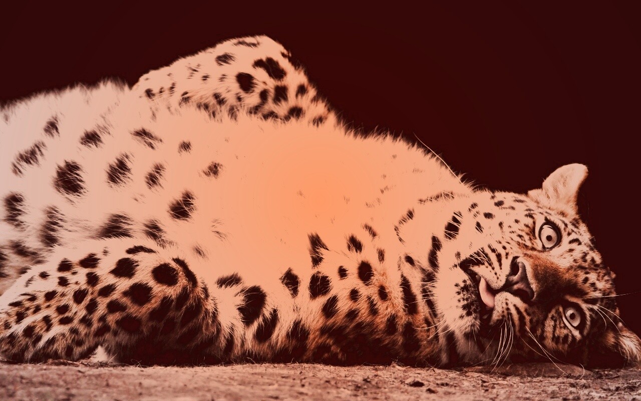 Большая пятнистая кошечка обои