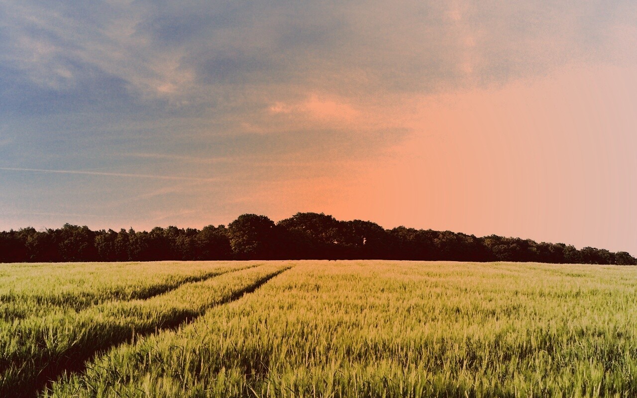 Следы колеи в поле обои