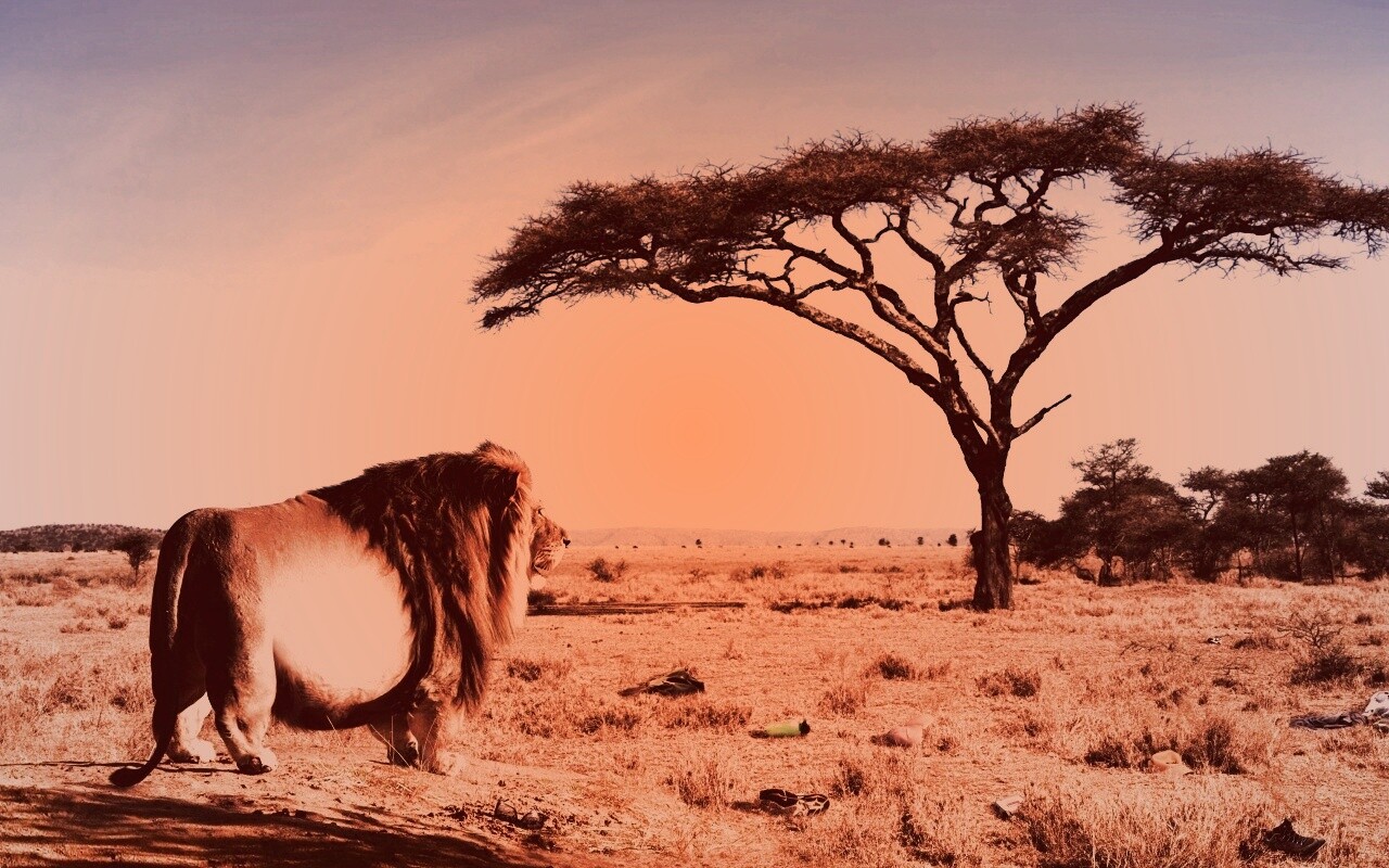 Толстый лев обои