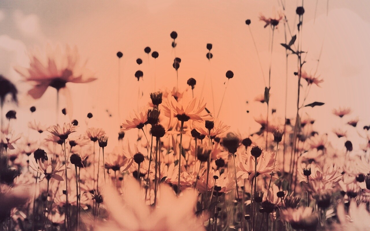 Полевые цветы летом обои